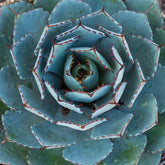 Agave Globe - Willemse