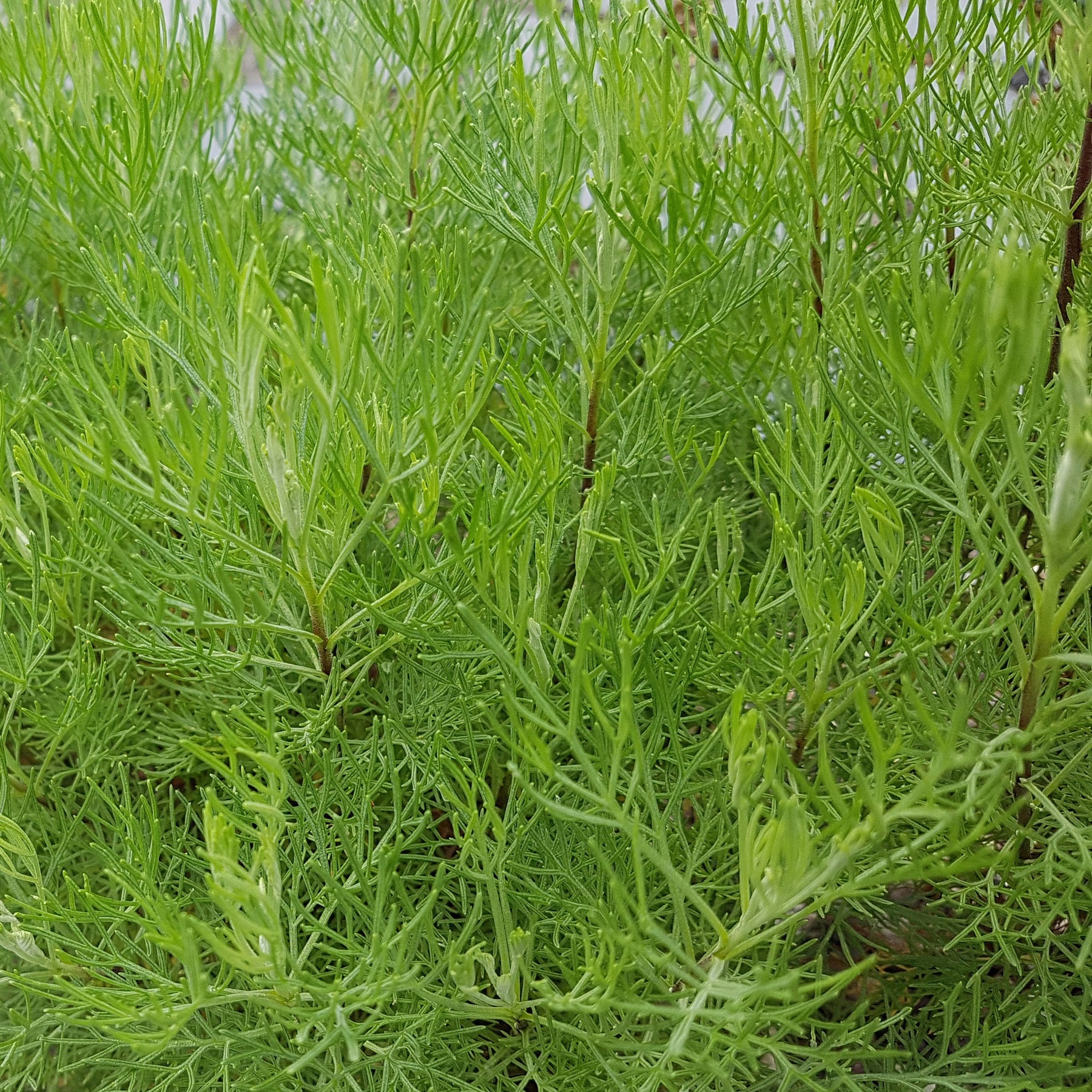 Plante cola - Artemisia abrotanum 'maritima' - Willemse