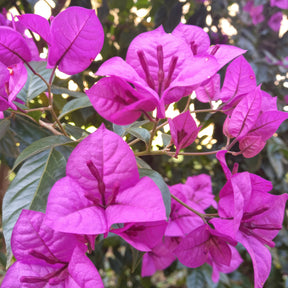 Bougainvillea 'violet de mèze' - Bougainvillier rustique Violet de Mèze - Bougainvilliers