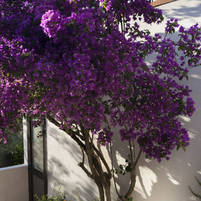 Bougainvillier rustique Violet de Mèze - Bougainvillea 'violet de mèze' - Willemse