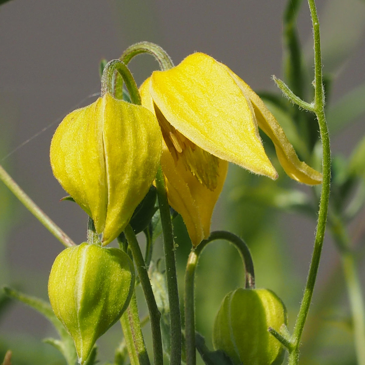 Clématite Little Lemons  ® - Clematis 'little lemons' - Willemse