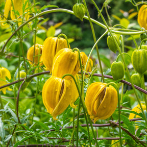 Clematis 'little lemons' - Clématite Little Lemons  ® - Clématites