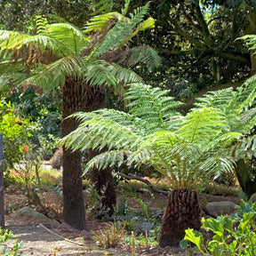 Fougères - Fougère arborescente de Tasmanie - Dicksonia antarctica