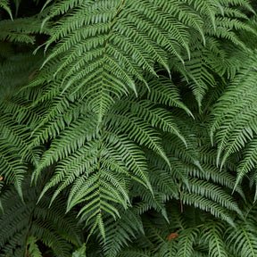 Vente Fougère arborescente de Tasmanie - Dicksonia antarctica