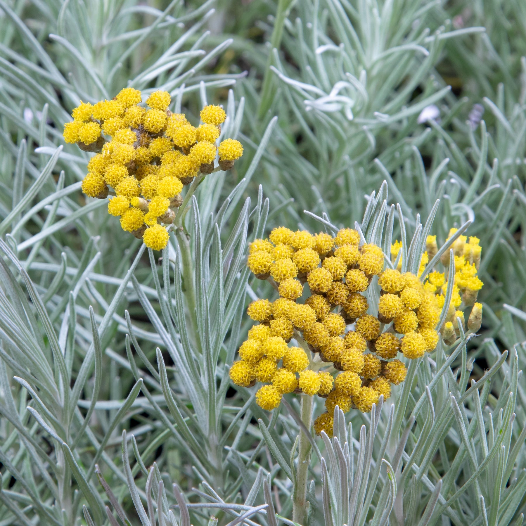 Helichrysum italicum subsp. serotinum - Herbe à curry - Plantes vivaces aromatiques