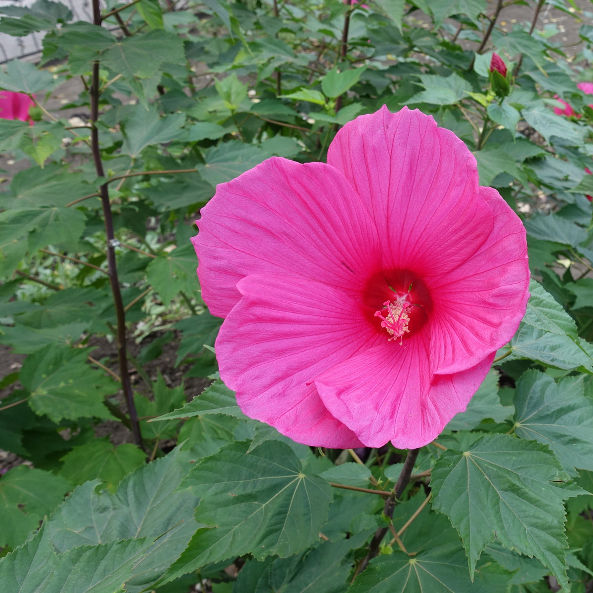 Hibiscus des marais Extreme Magenta ® - Hibiscus moscheutos Extreme Magenta - Willemse