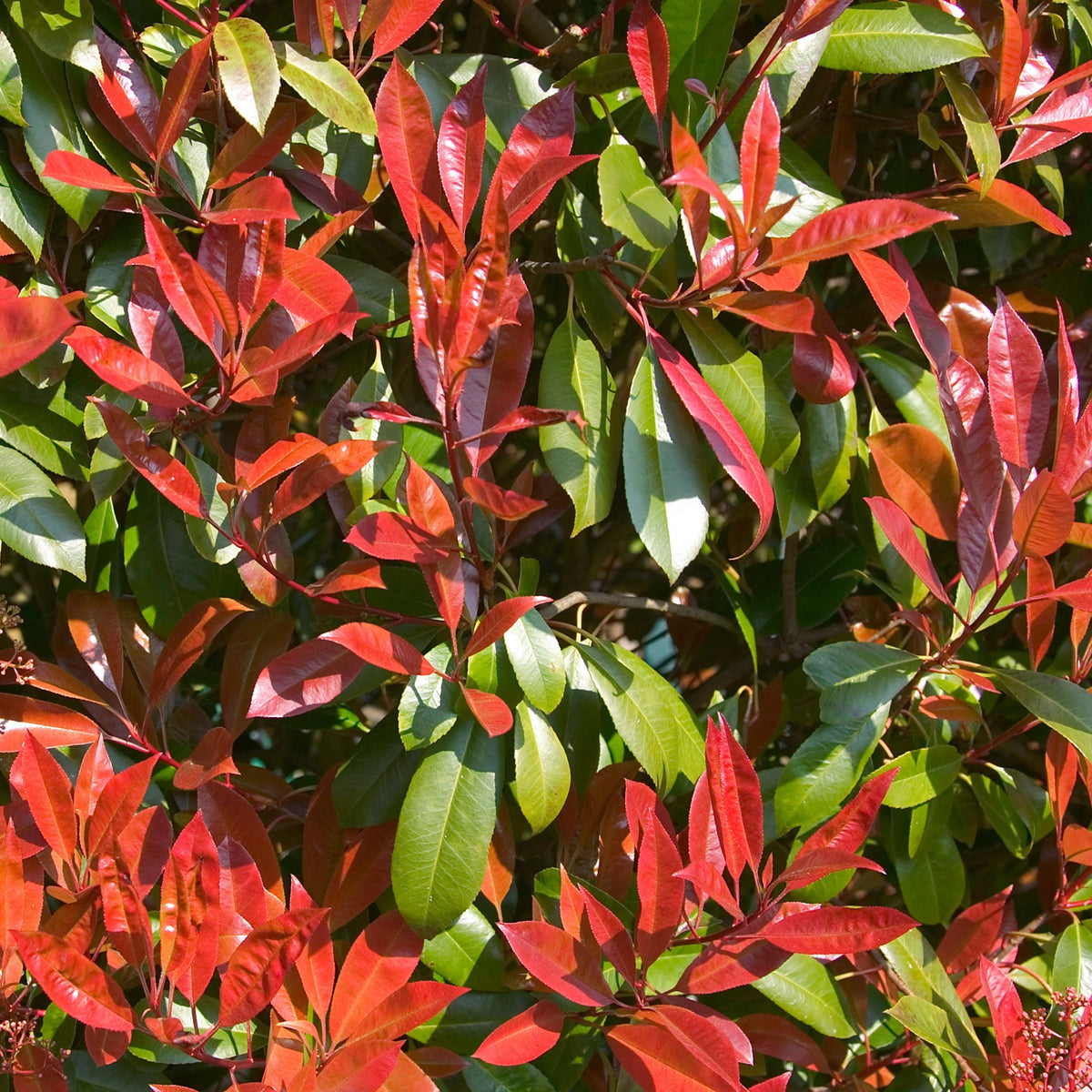 Photinia fraseri Carré rouge - Willemse