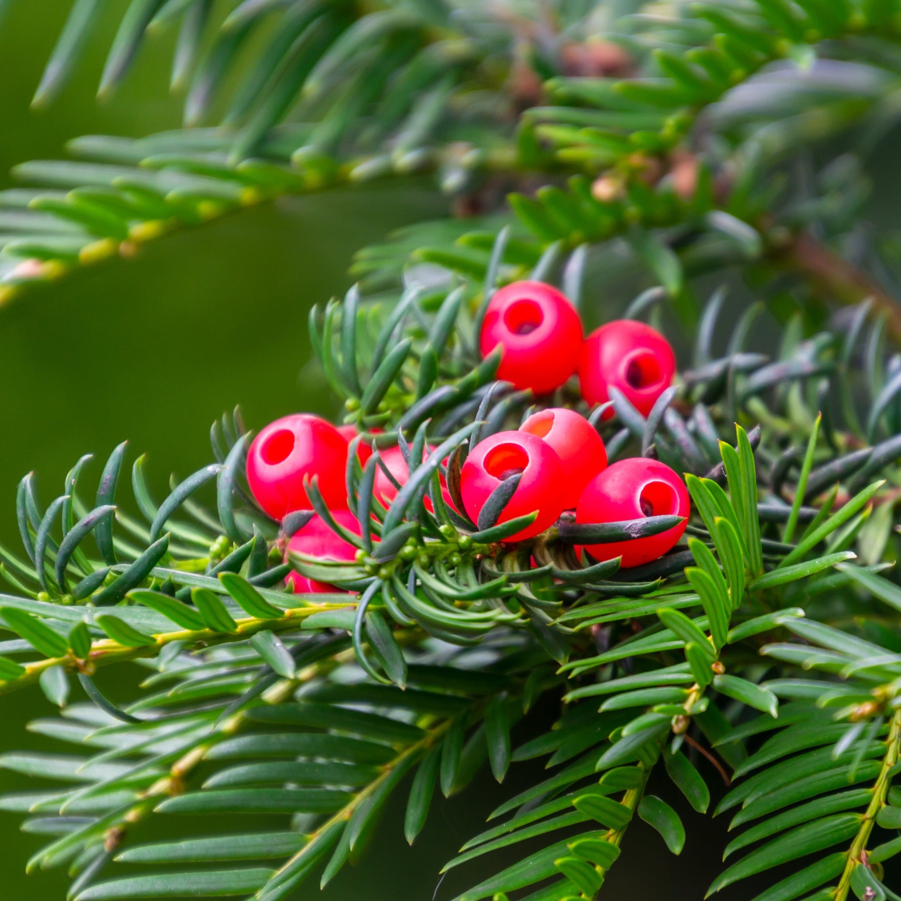 If commun - Taxus baccata - Willemse