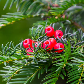 If commun - Taxus baccata - Willemse