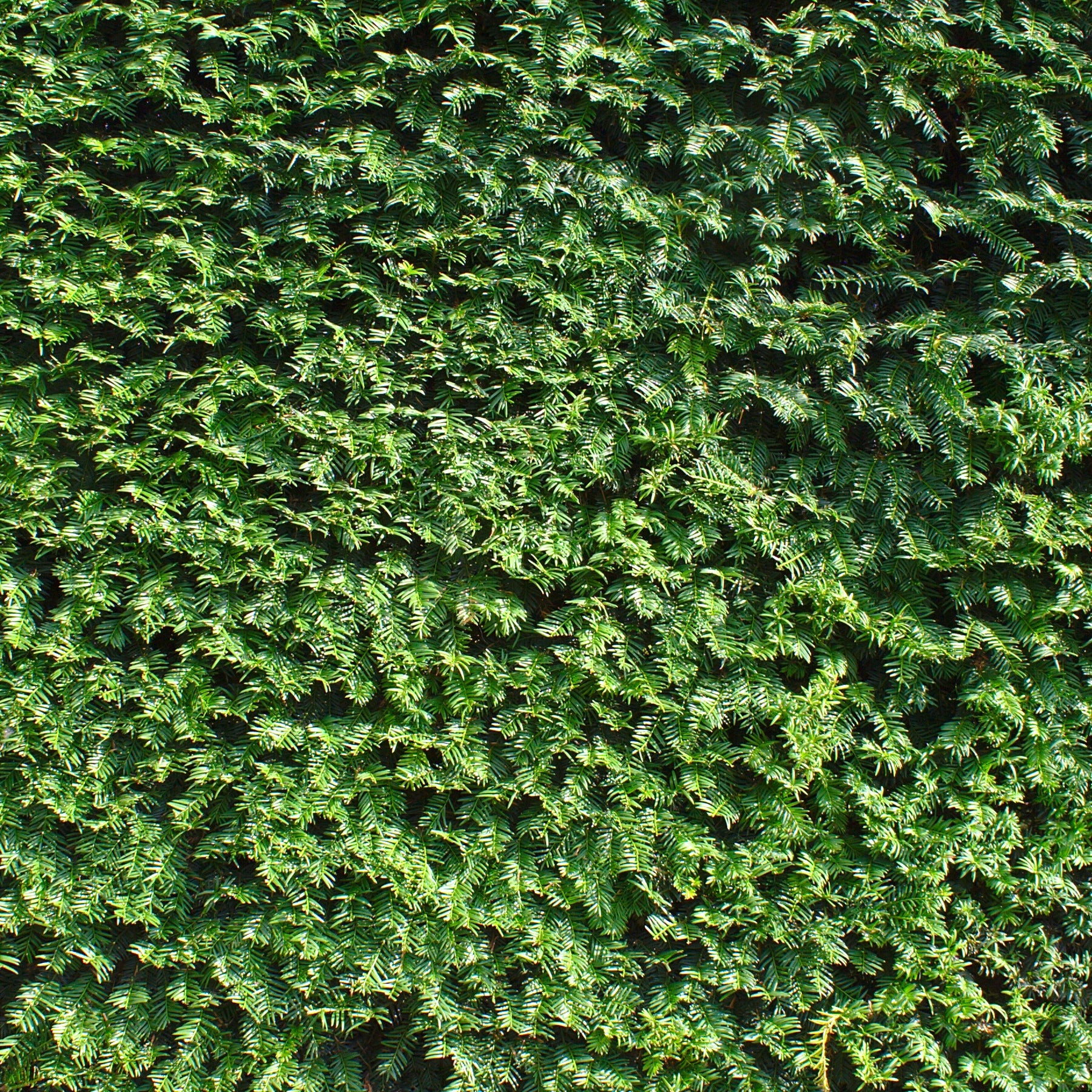 Arbustes de haie - If commun - Taxus baccata