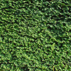 Arbustes de haie - If commun - Taxus baccata