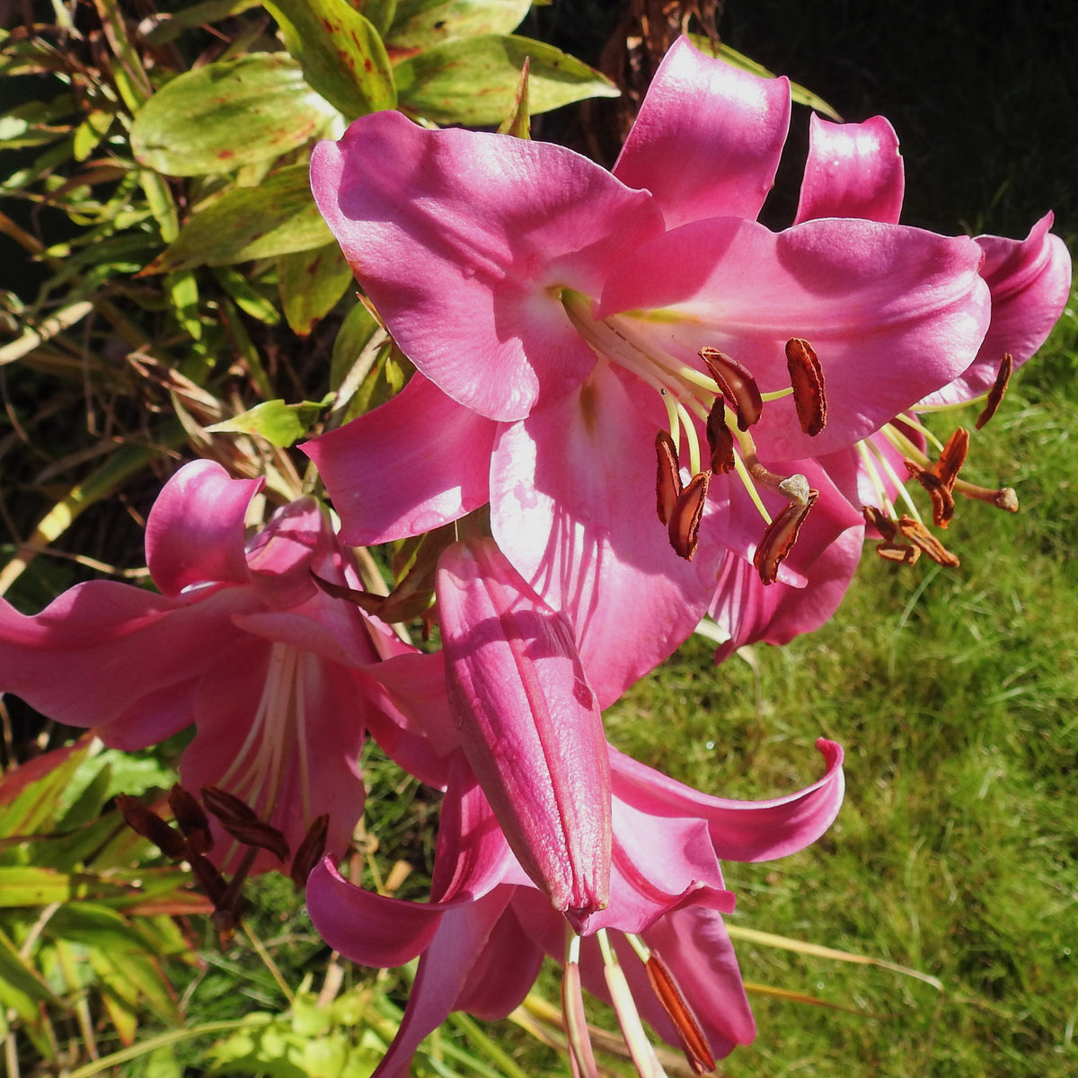 3 Lis Trompette Pink Perfection - Willemse