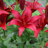 2 Lis asiatiques Red County - Willemse