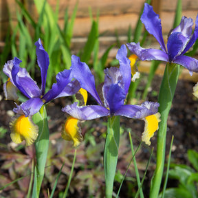 10 Iris de Hollande Frans Hals - Willemse