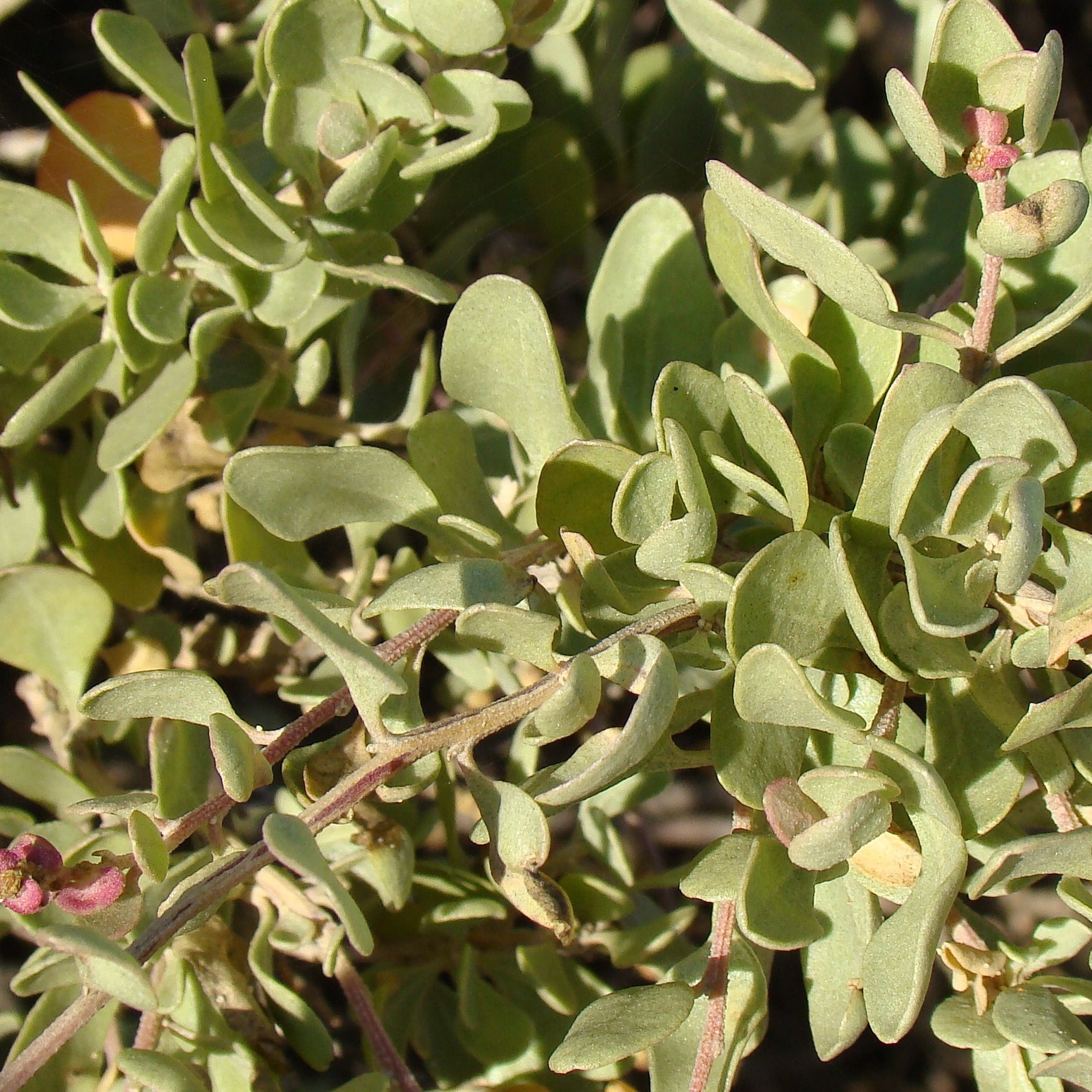 Atriplex halimus - Pourpier de mer - Arbustes à feuillage persistant