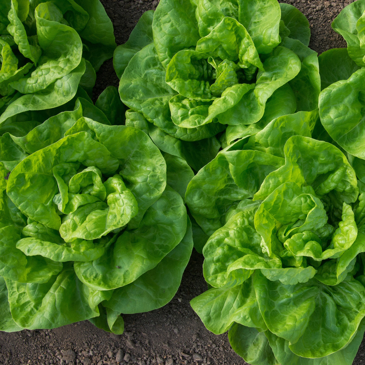 6 Plants de Laitue pommée Novappia - Lactuca sativa 'novappia' - Willemse