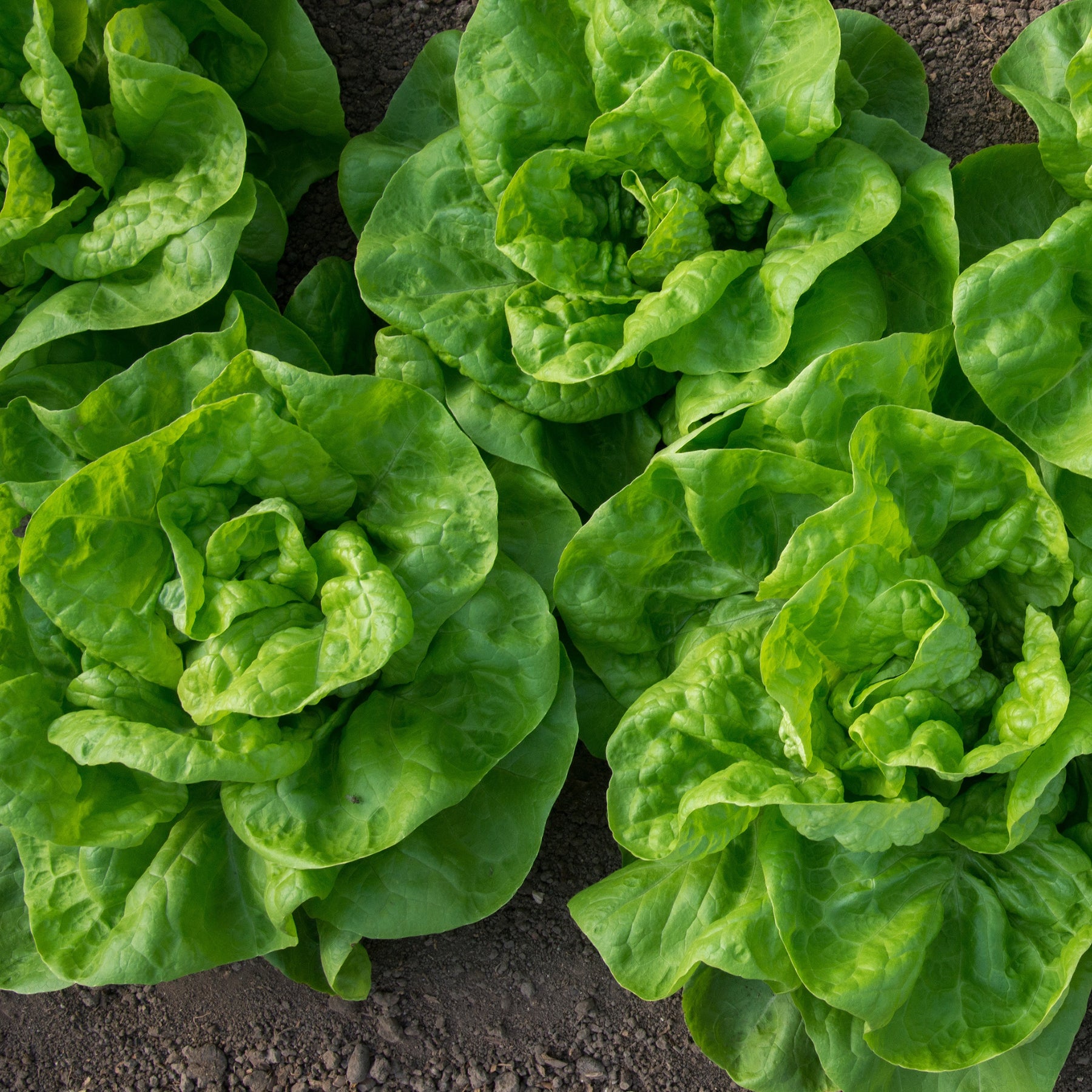 6 Plants de Laitue pommée Novappia - Lactuca sativa 'novappia' - Willemse