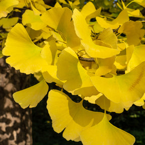 Ginkgo biloba - Ginkgo biloba Blagon - Arbre aux 40 écus - Ginkgo biloba blagon