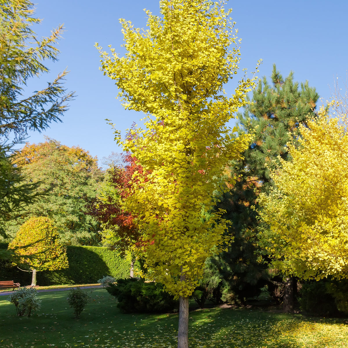 Ginkgo biloba Blagon - Arbre aux 40 écus - Willemse
