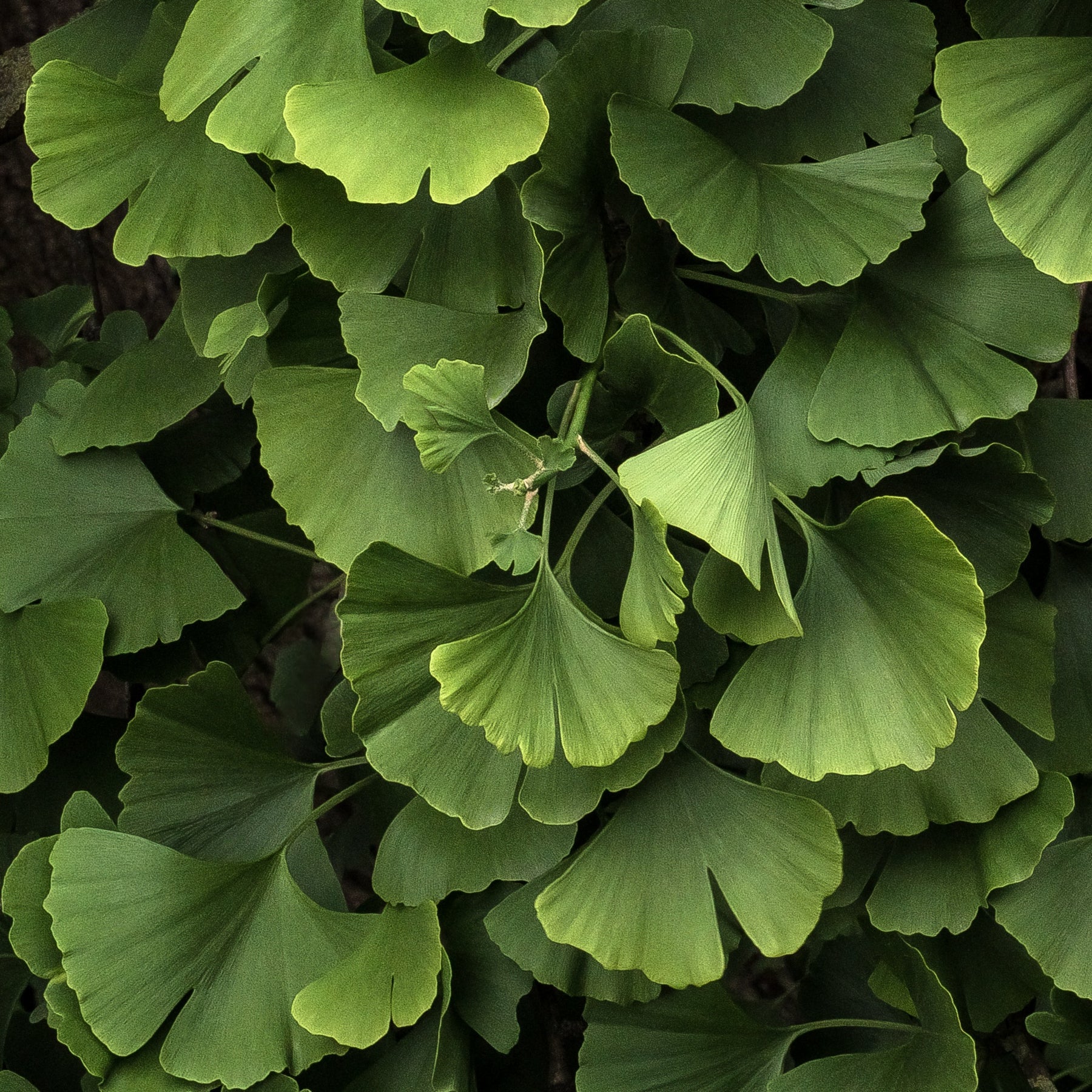 Ginkgo biloba blagon - Ginkgo biloba Blagon - Arbre aux 40 écus - Ginkgo biloba