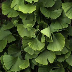 Ginkgo biloba blagon - Ginkgo biloba Blagon - Arbre aux 40 écus - Ginkgo biloba