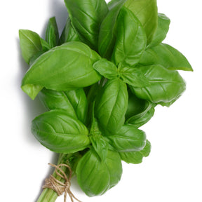 Collection de 4 Plants Aromatiques basilic, ciboulette, persil, thym - Basilic, ciboulette, persil, thym - Willemse