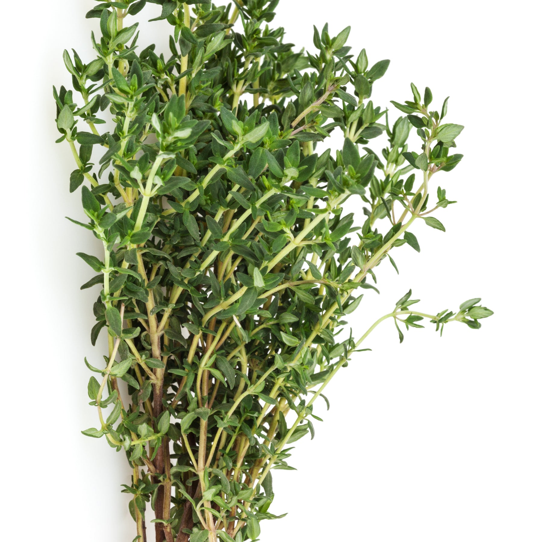 Vente Collection de 4 Plants Aromatiques basilic, ciboulette, persil, thym - Basilic, ciboulette, persil, thym