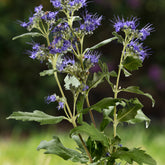 Caryopteris Good as Gold - Willemse
