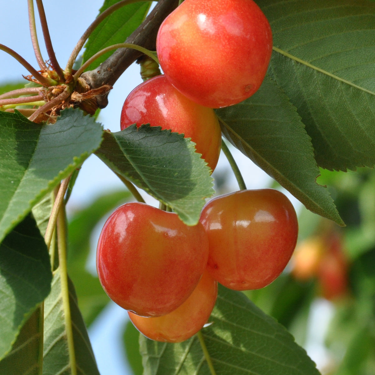 Collection de Cerisiers : Bigarreau Napoléon, Van, Summit - Prunus avium napoléon, van, summit - Willemse