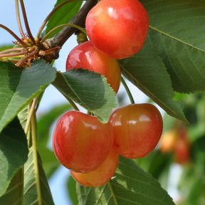 Collection de Cerisiers : Bigarreau Napoléon, Van, Summit - Prunus avium napoléon, van, summit - Willemse