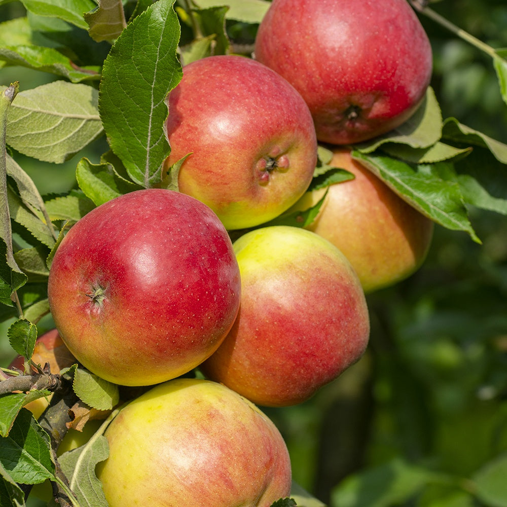 Collection de Pommiers : Reine de reinettes, Cox's, Golden Delicious - Malus domestica reine de reinettes, cox's, golden delicious - Willemse