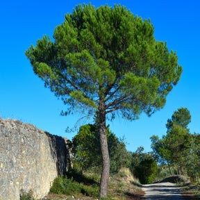 Pinus pinea - Pin parasol - Pin