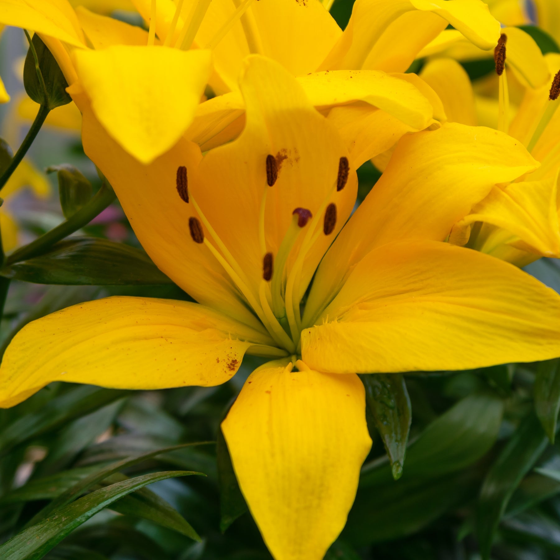 Lis Asiatique yellow - Willemse