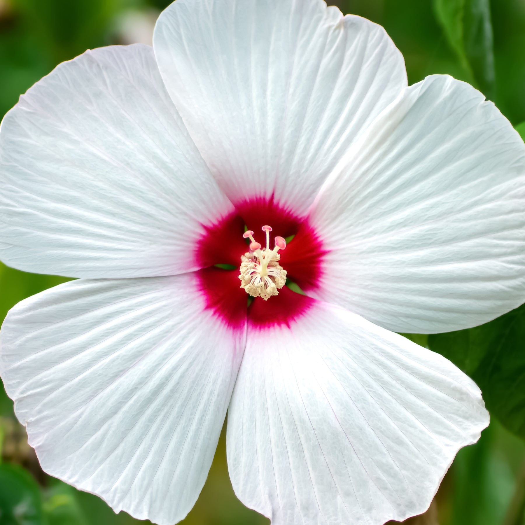 Hibiscus des marais Luna White - Hibiscus moscheutos luna white - Willemse
