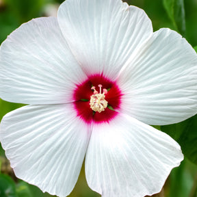 Hibiscus des marais Luna White - Hibiscus moscheutos luna white - Willemse