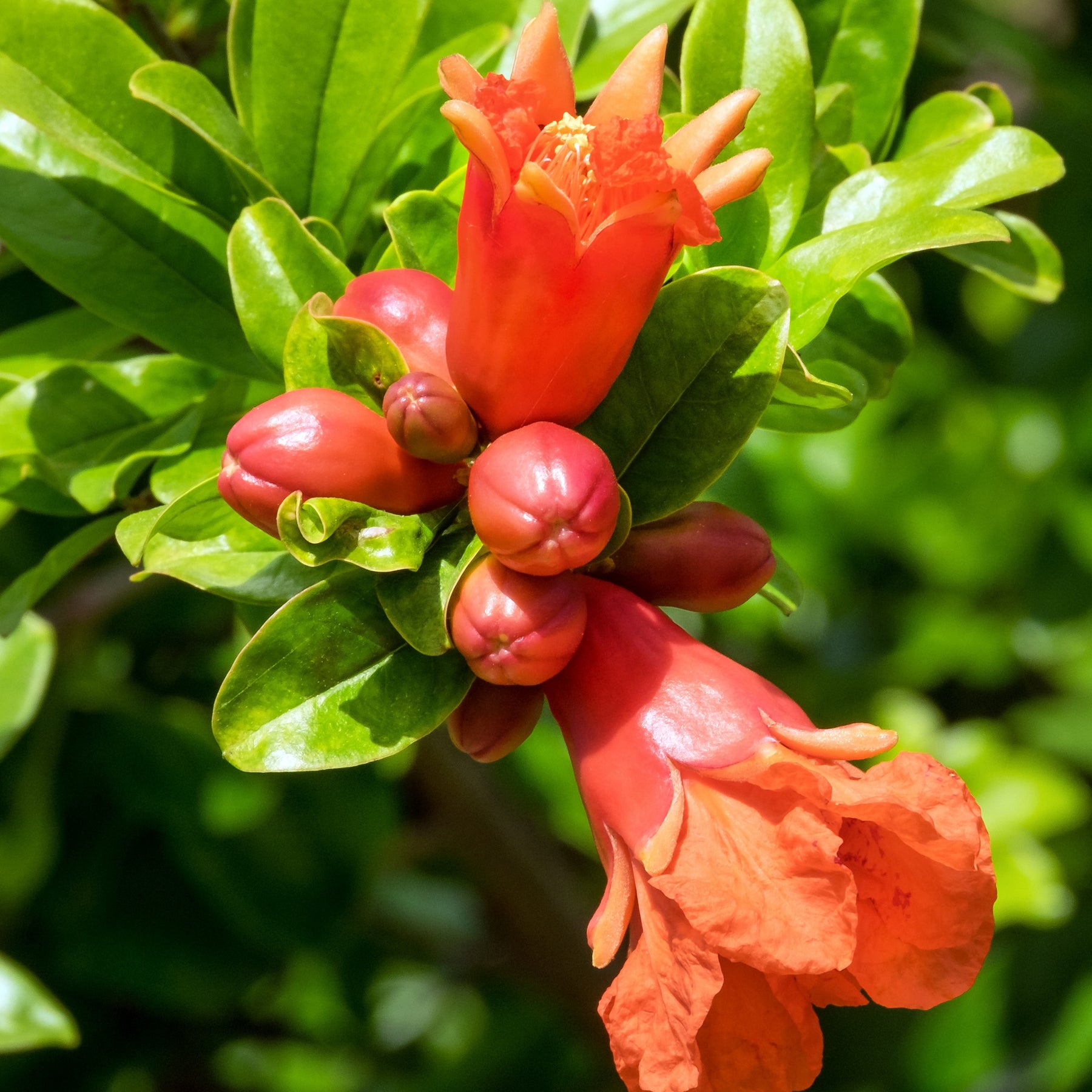 Grenadier à fruits Dente Di Leone - Punica granatum dente di leone - Willemse