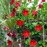 Jasmin du Brésil Dipladénia - Willemse