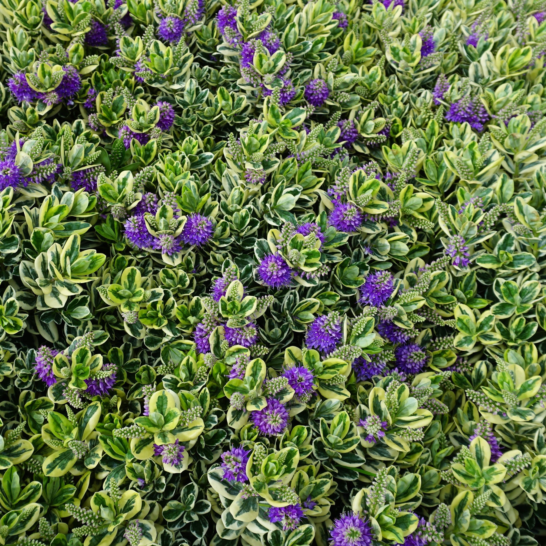 Véronique panaché - Hebe speciosa 'variegata' - Willemse