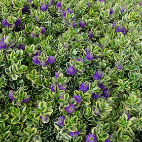 Véronique panaché - Hebe speciosa 'variegata' - Willemse