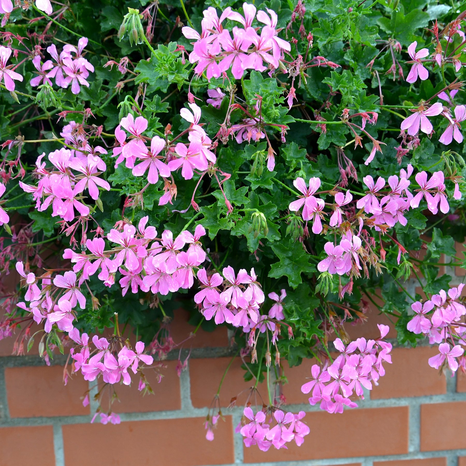 Géranium lierre rose - Pelargonium peltatum - Willemse