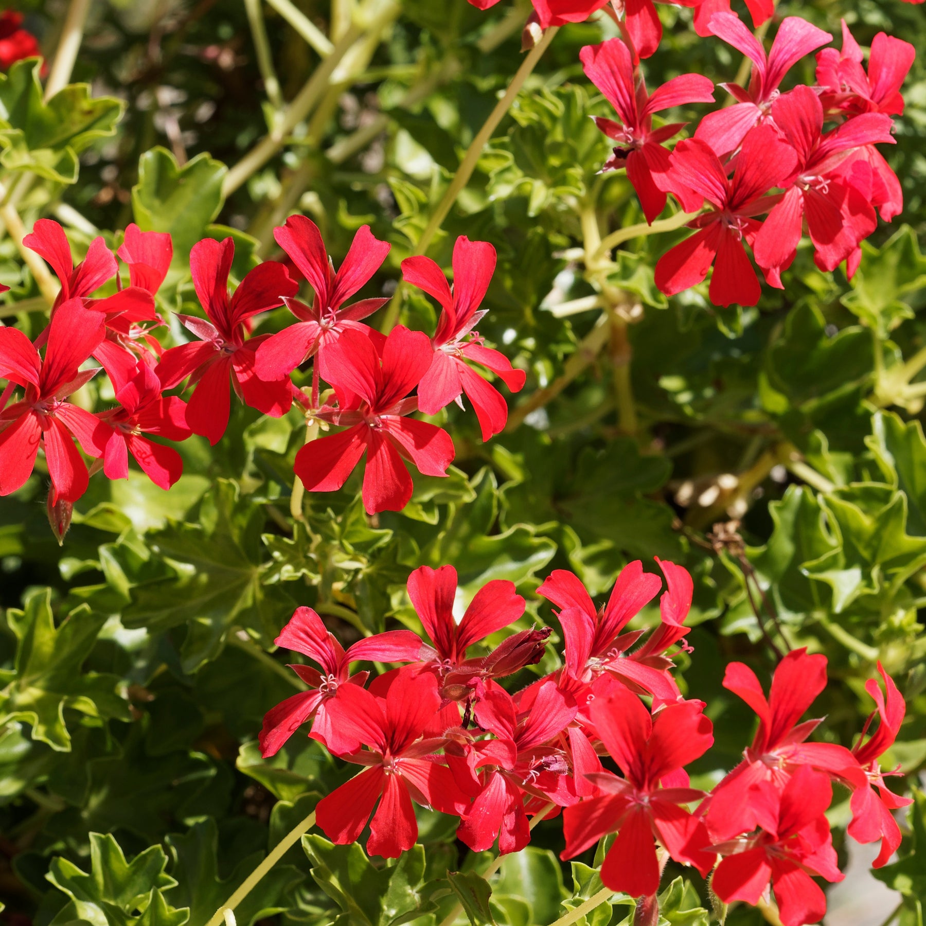 Géranium lierre rouge - Willemse