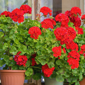 Collection de 6 Géraniums : rouges, blancs, Dark Lilac - Pelargonium zonale - Willemse