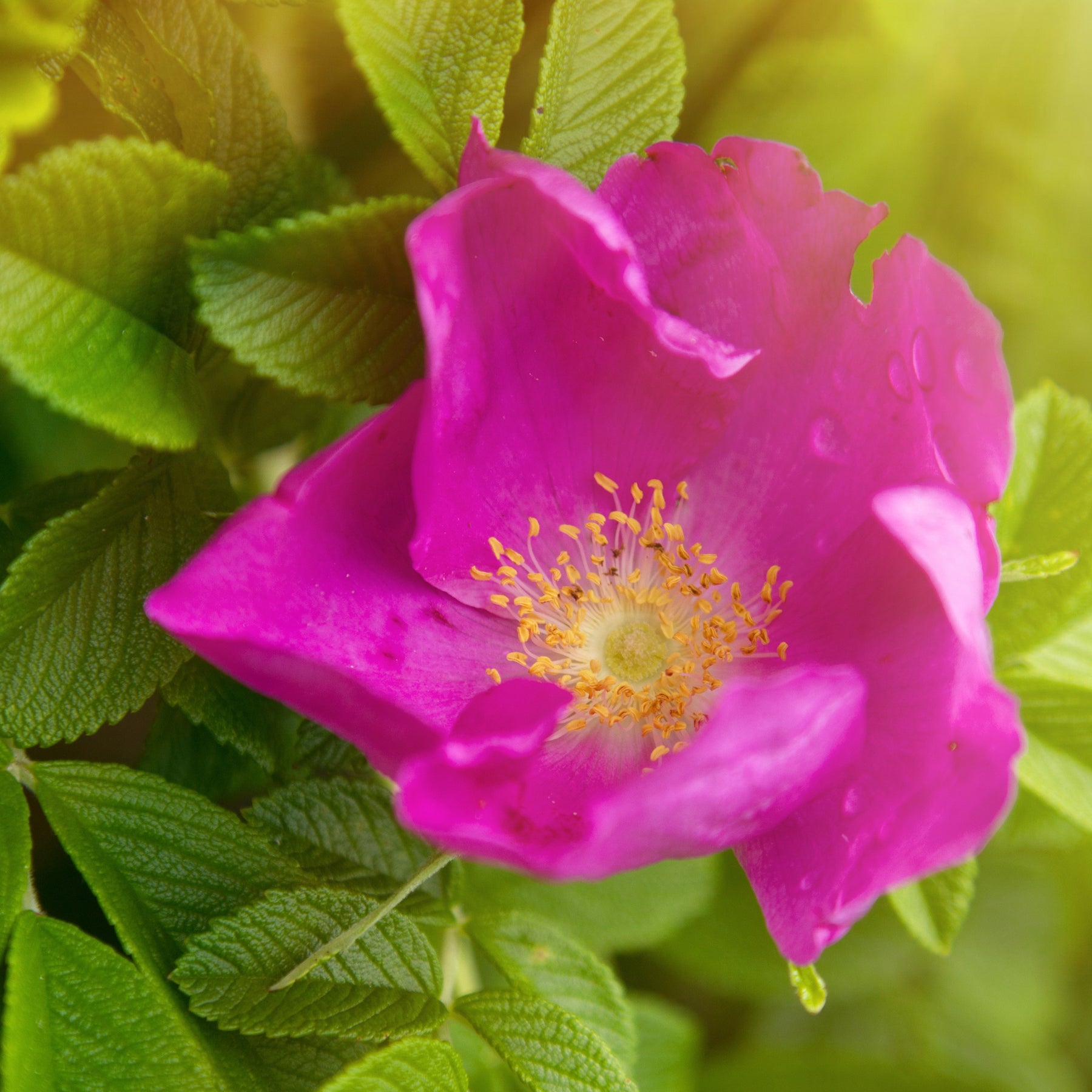 Vente Rosier rugueux rose foncé