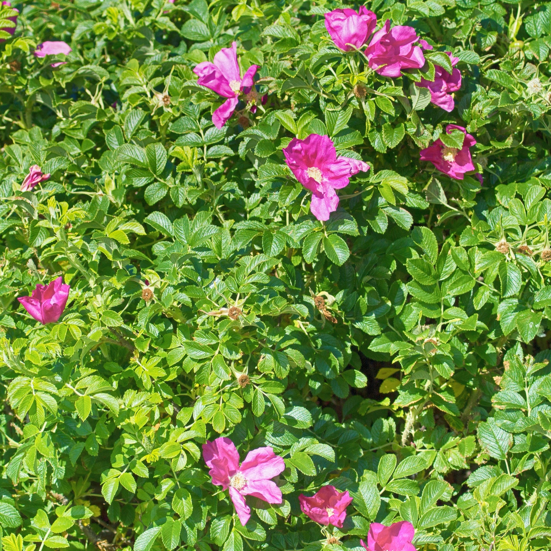 Rosier rugueux rose foncé - Rosier rugueux - Rosa rugosa - Willemse