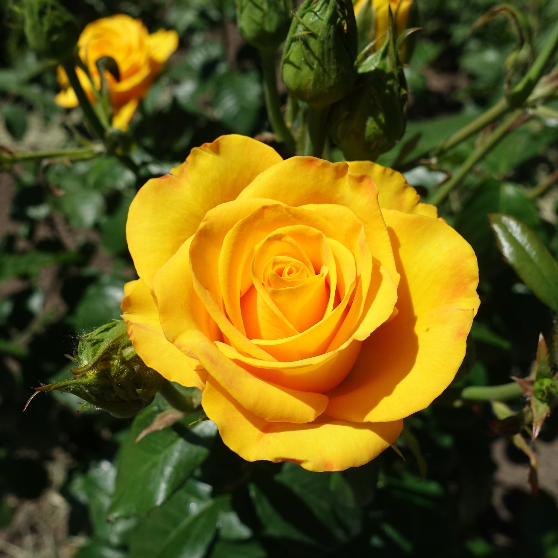 Rosier buisson jaune - Willemse