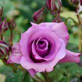 Rosier à massif violet - Willemse