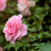 Rosier à massif rose - Willemse