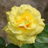Rosier à massif jaune - Willemse