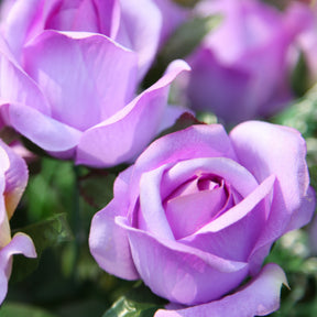 Rosier grimpant violet - Willemse