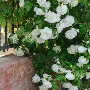Rosa - Rosier grimpant blanc - Rosiers grimpants